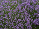 English lavender